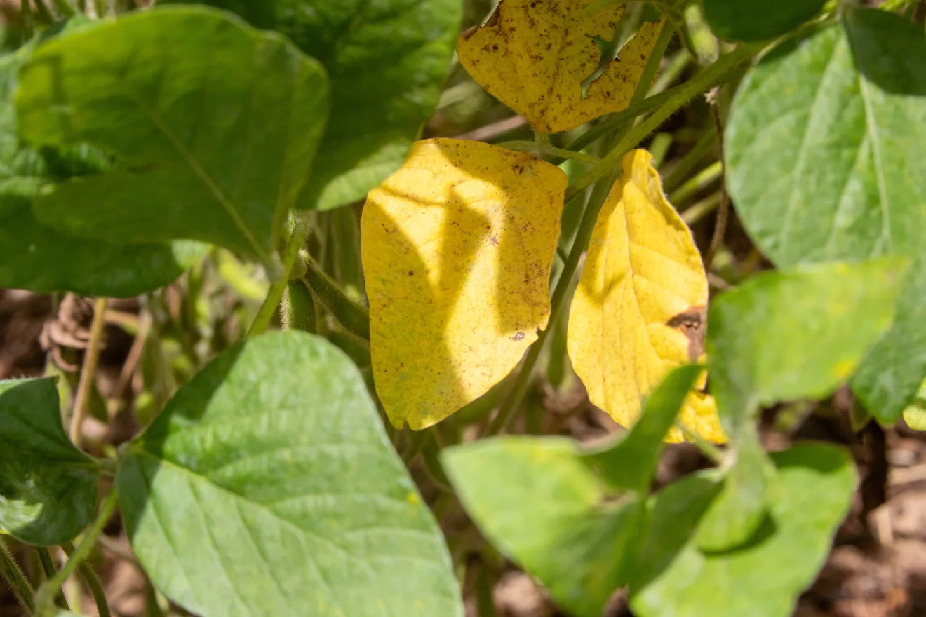 Planta com folha amarela.