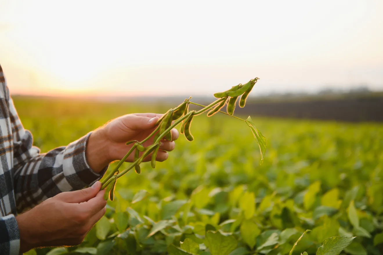 Agrônomo inspecionando plantações de soja em campo. Conceito de produção agrícola. Jovem agrônomo examina plantação de soja no campo no verão. Agricultor em campo de soja.