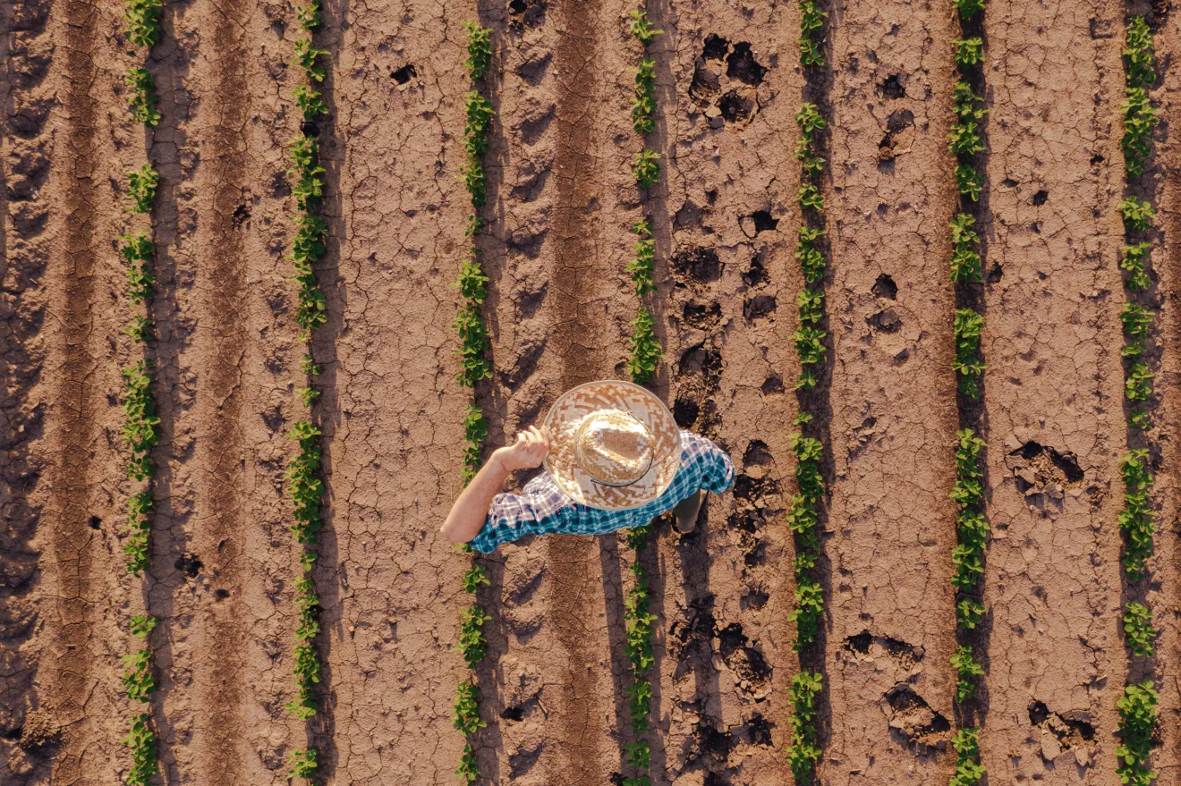 Vista aérea de fazendeiro em campo de soja, drone pov diretamente acima do trabalhador da fazenda.
