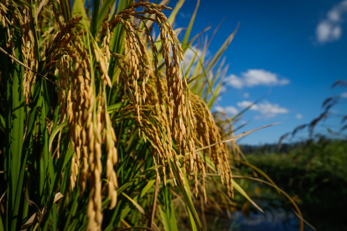 foto de uma lavoura de arroz.