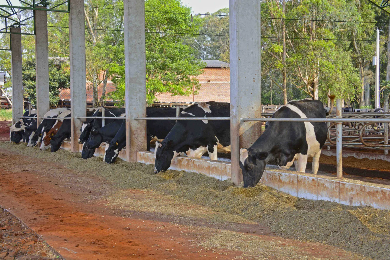 Vacas pastando.