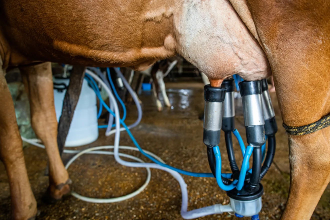 Foto de uma vaca sendo ordenhada.