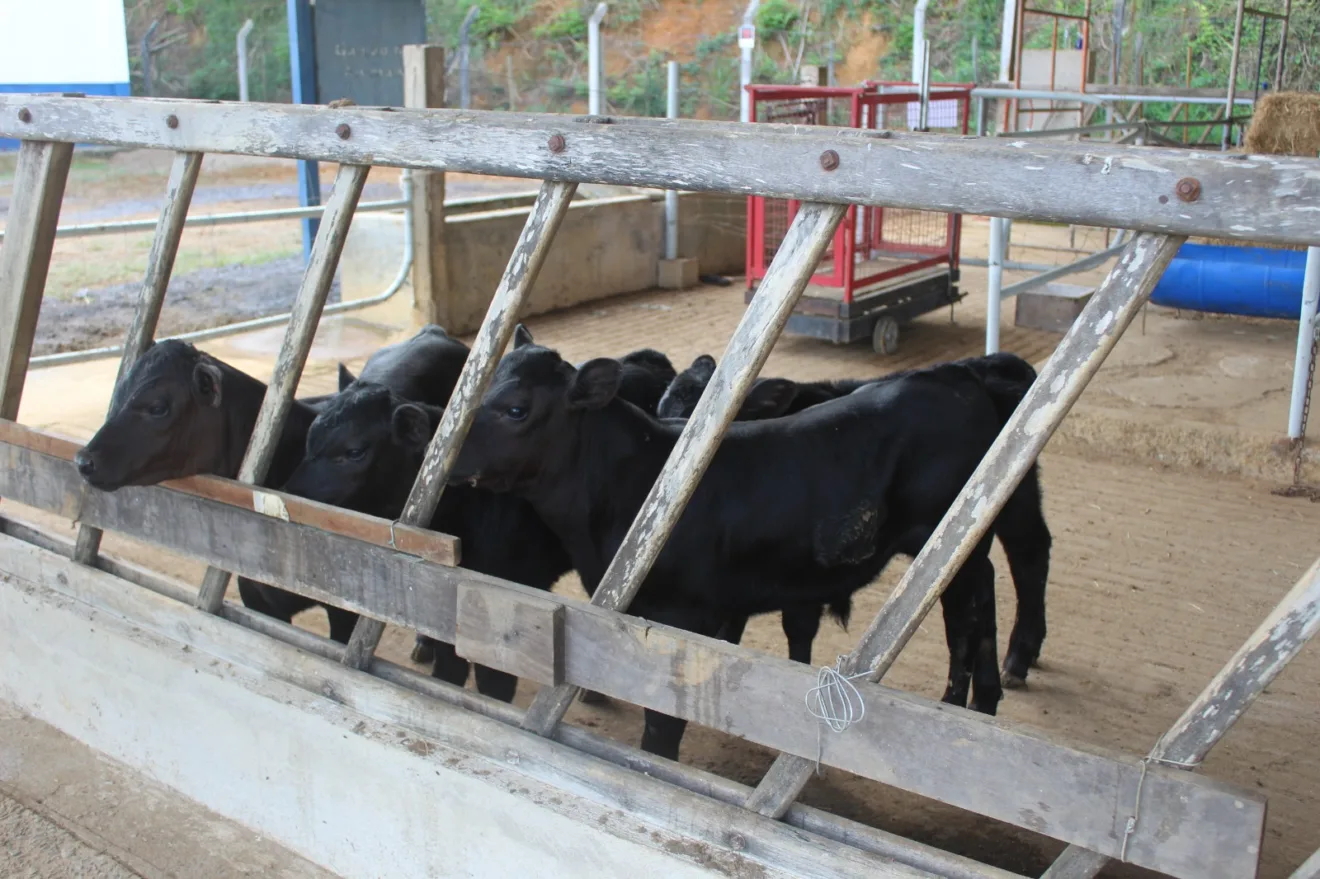 Bezerros geneticamente editados nascem pela primeira vez no Brasil.