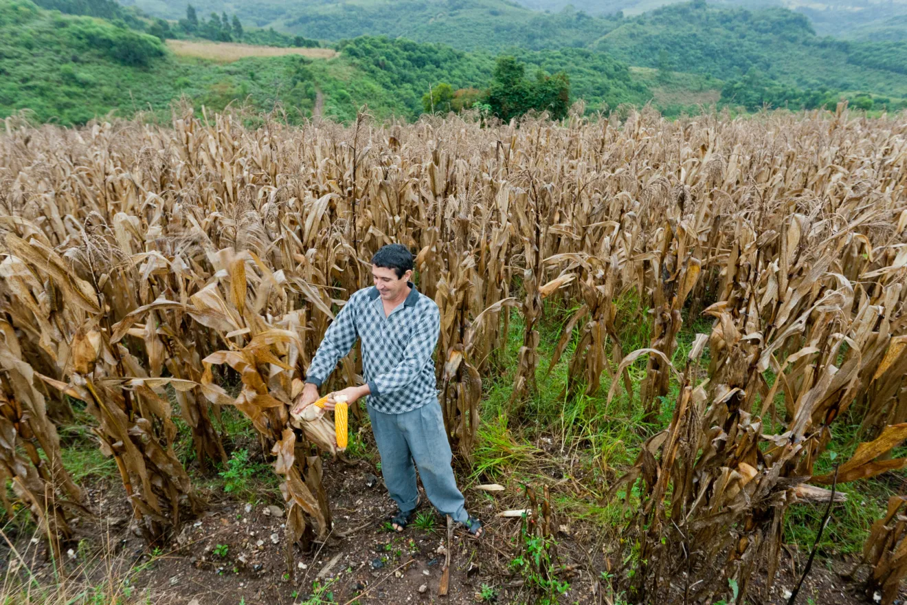 Foto de um produtor tirando milho da sua lavoura.