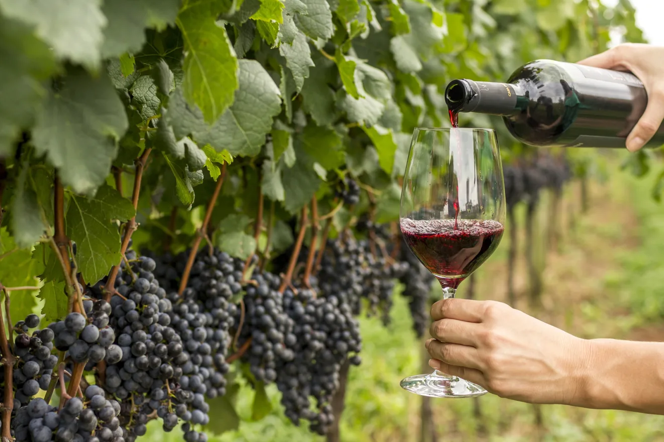 Espaços que remetem à produção, indústria, cave, mercado e enoturismo representarão a cadeia da uva e do vinho.
