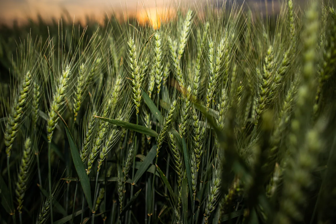 Foto de uma lavoura de trigo.