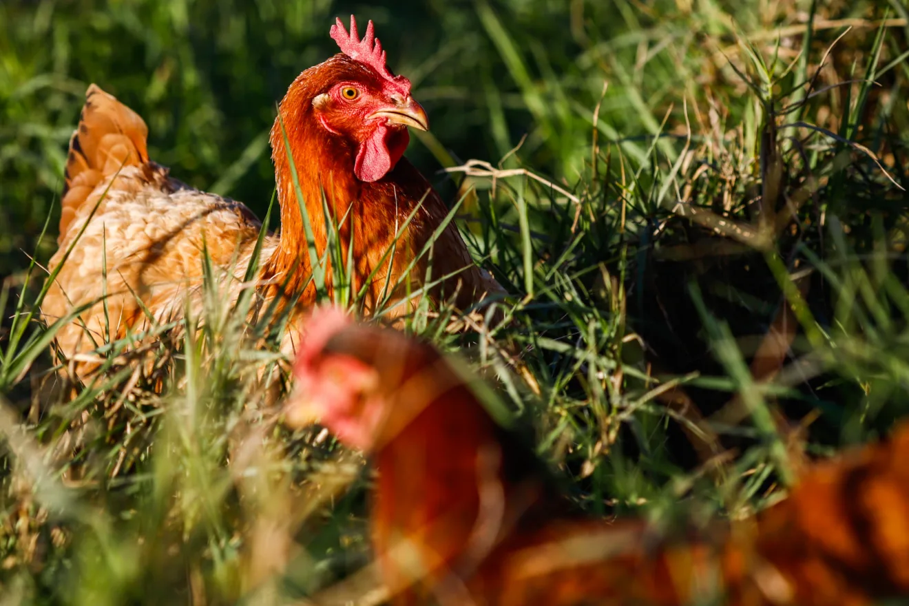 Foto de aves.