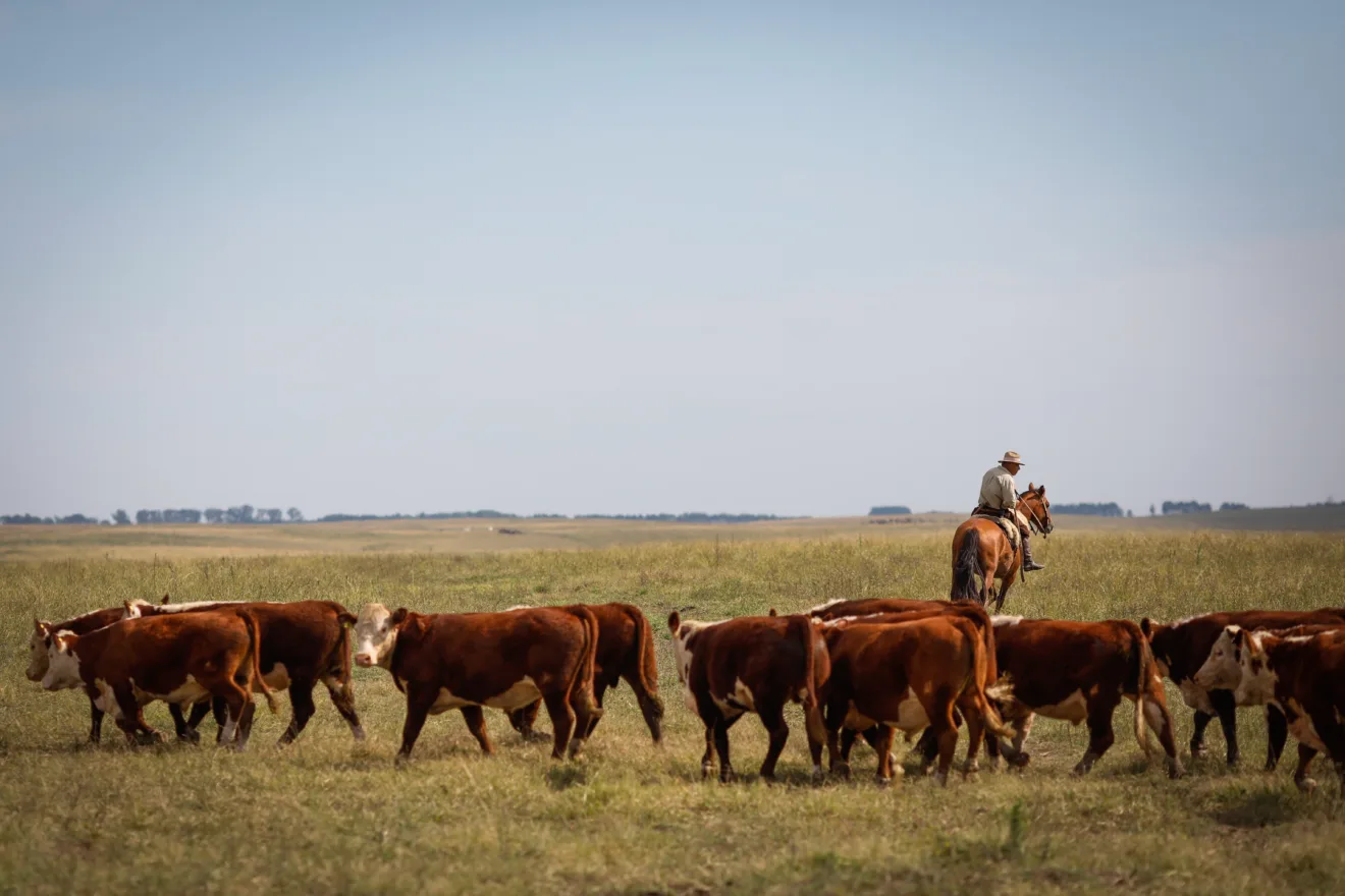 Foto de homem em cima de um cavalo, tocando o rebanho.