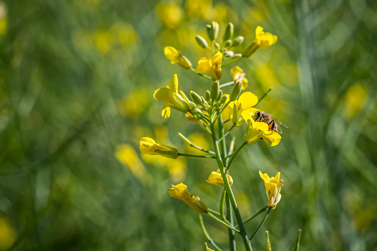 Foto de uma planta de canola.