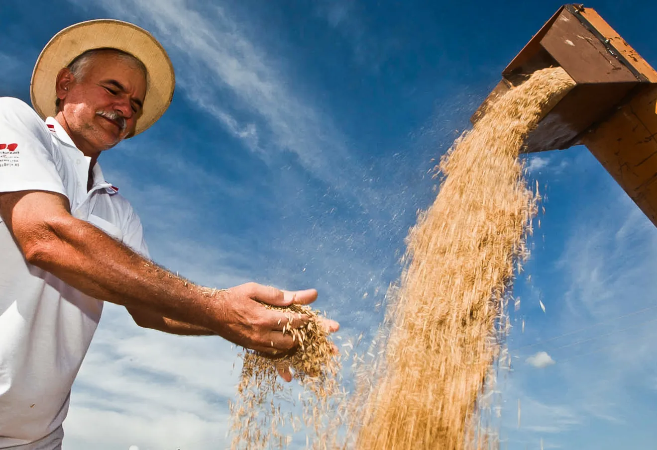 Foto de um produtor avaliando o seu milho produzido, sendo descarregado pela colheitadeira.