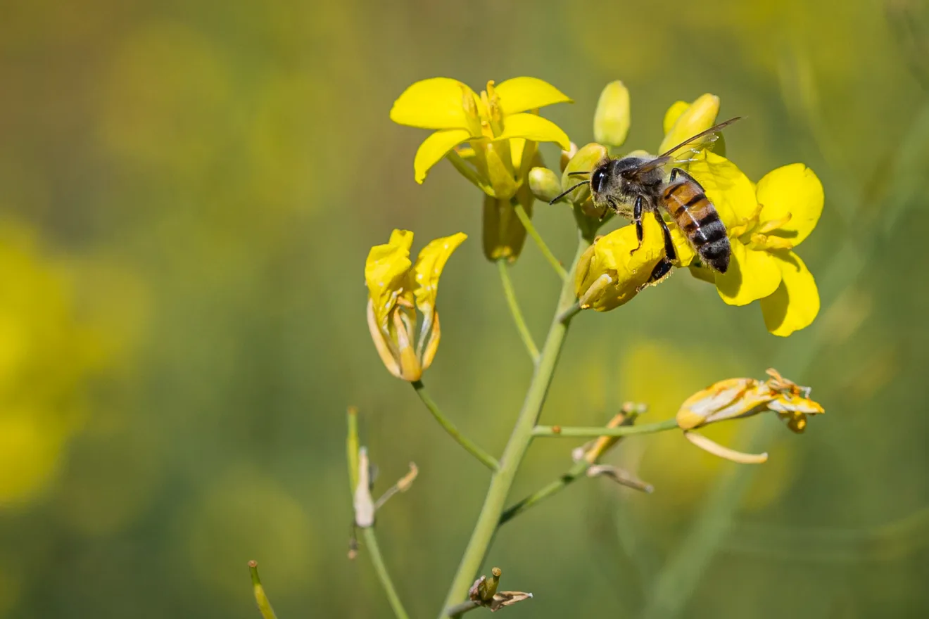 Foto de uma Abelha em cima de uma planta de canola.
