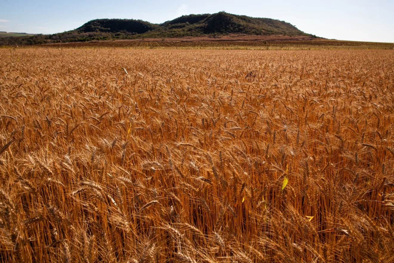Foto de uma lavoura de trigo.