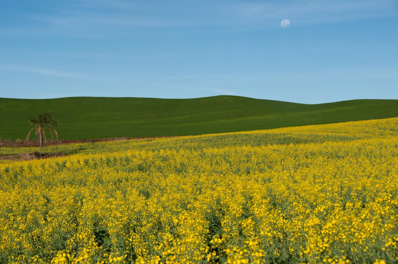 Foto de uma lavoura de canola.