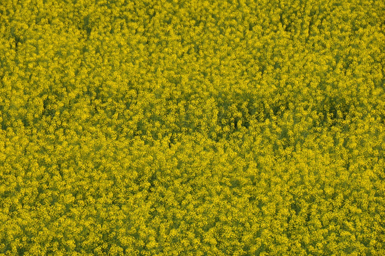 Foto de uma lavoura de canola.