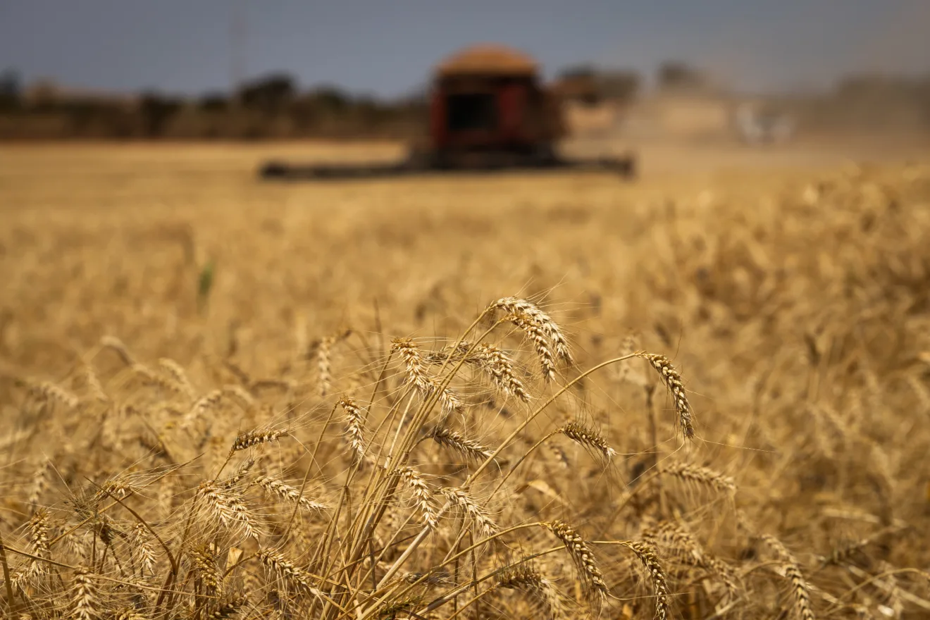 Foto de uma lavoura de trigo.