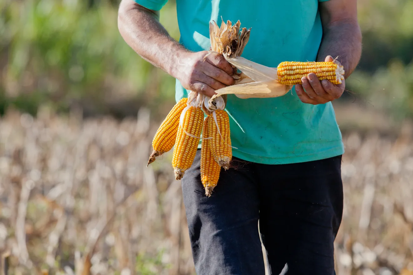 Foto de um agricultor segurando espigas de milho.