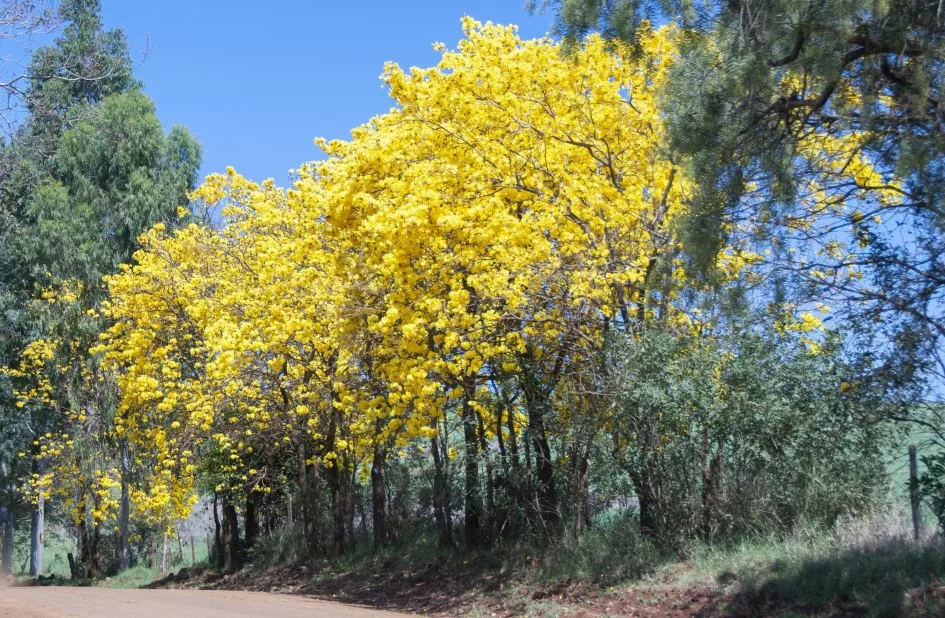 Foto de uma arvore amarela.