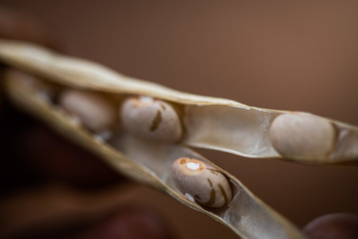 Foto de uma vagem de feijão.