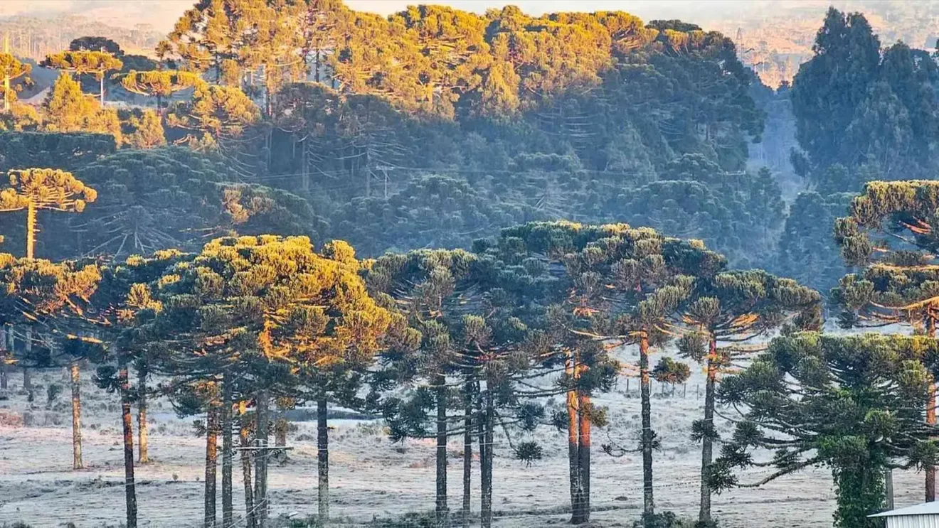 Foto de arvores cobertas de geada.