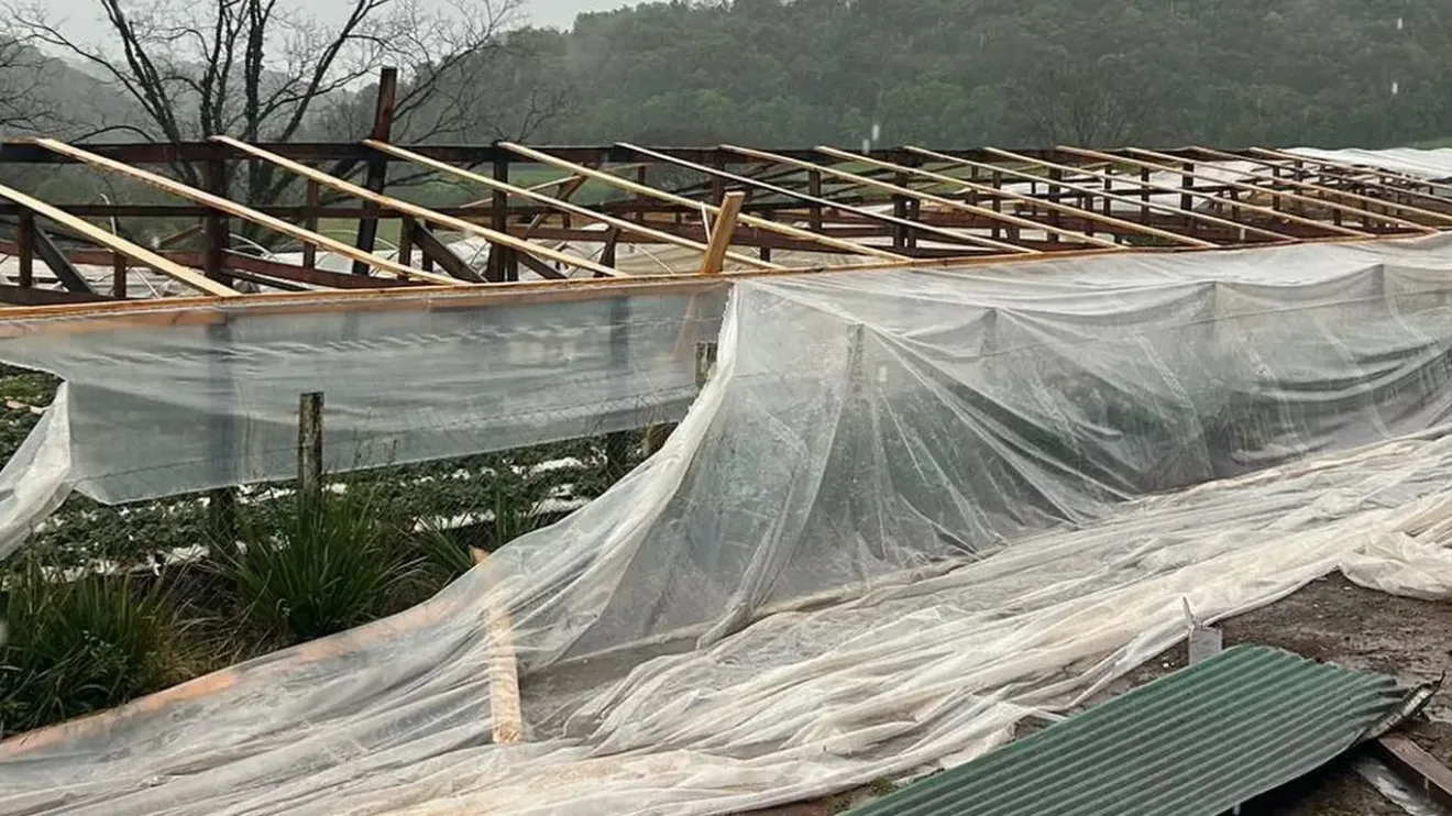 Foto de estufas destruídas em marau.