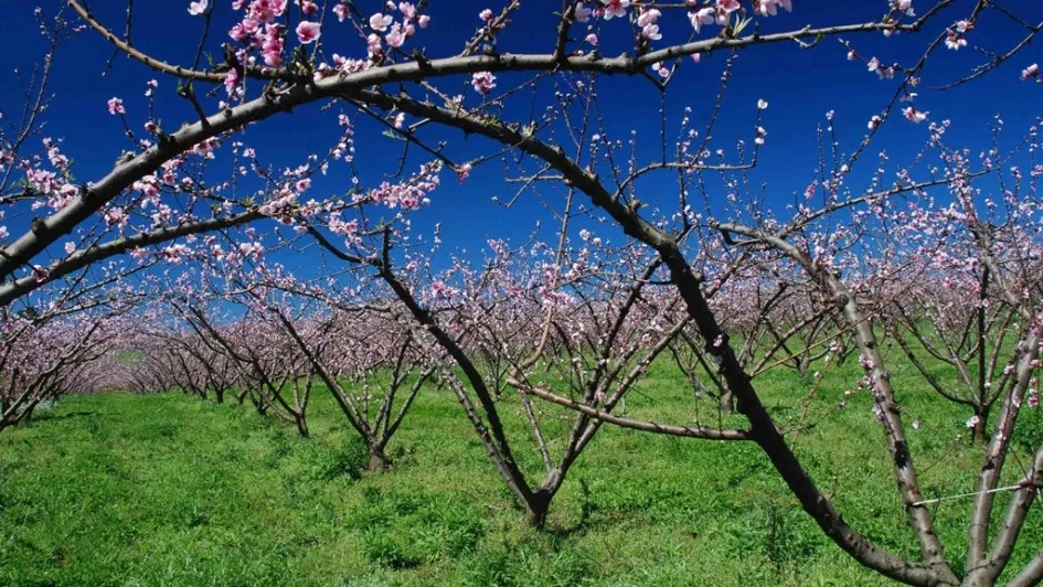 Condições climáticas do inverno favoreceram frutíferas de clima temperado.