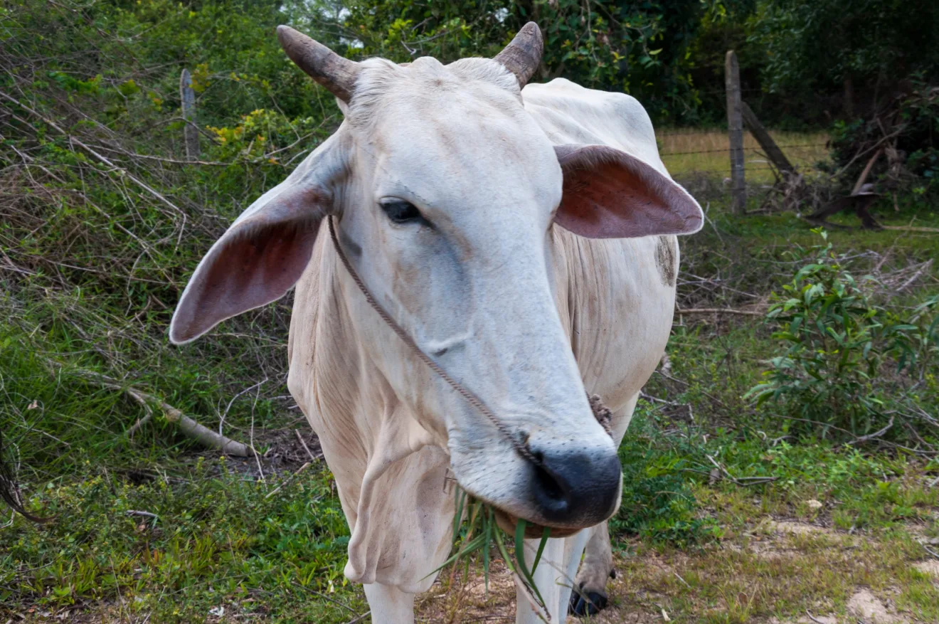Uma foto em close de um zebu branco em um campo gramado cercado por árvores verdes.
