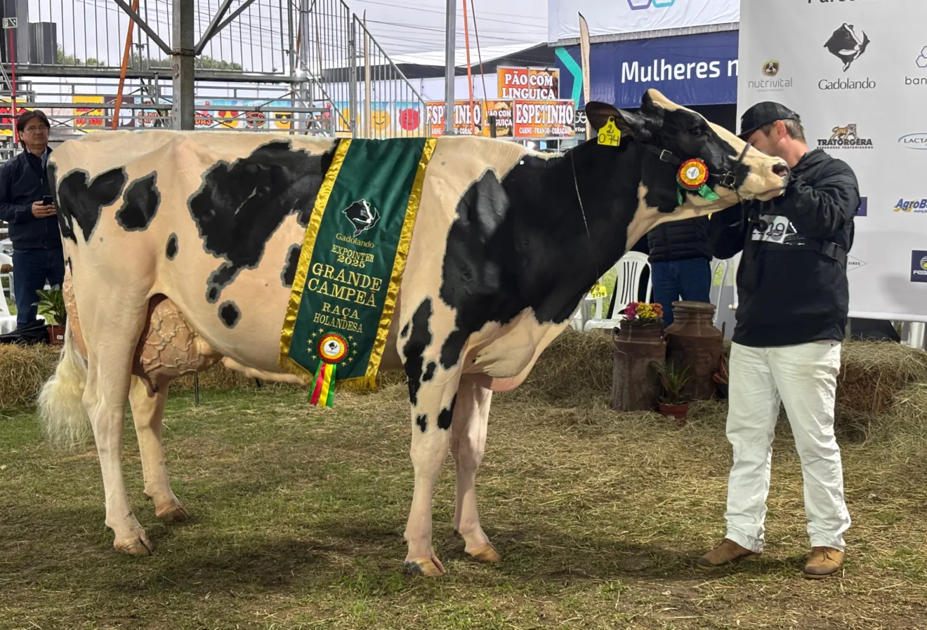Foto da vaca holandesa vencedora da ExpoInter.