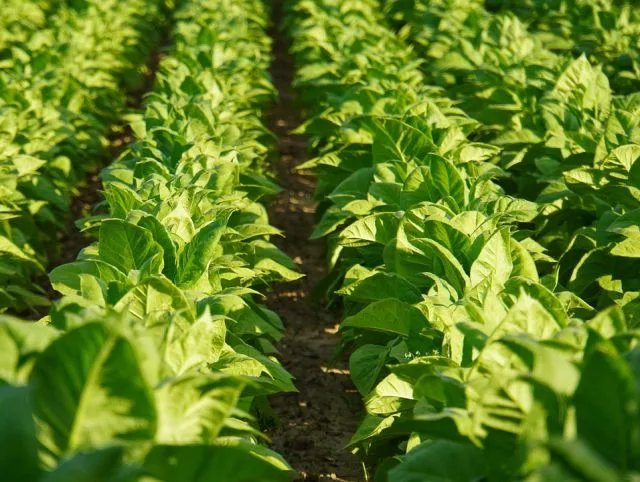 Foto de uma lavoura de tabaco.