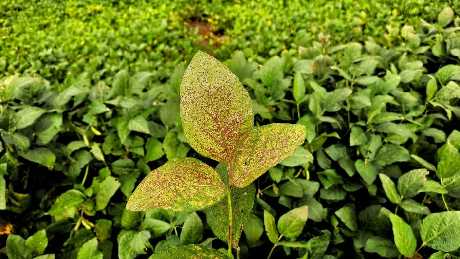 Sinais quando o fungo Phakopsora pachyrhizi ataca a planta.