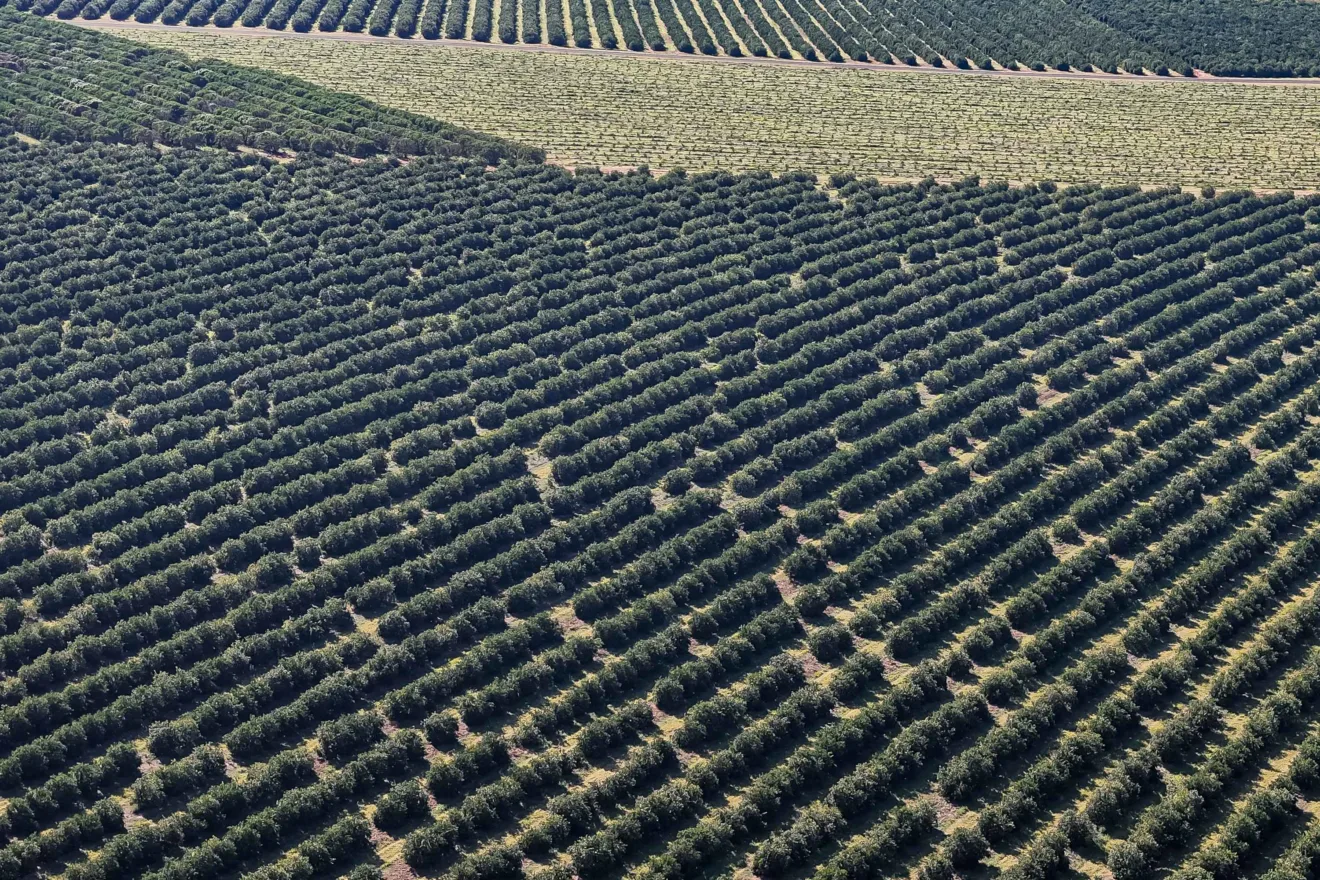 Alto Paraná, 27 de agosto de 2025 - Plantação de laranja.